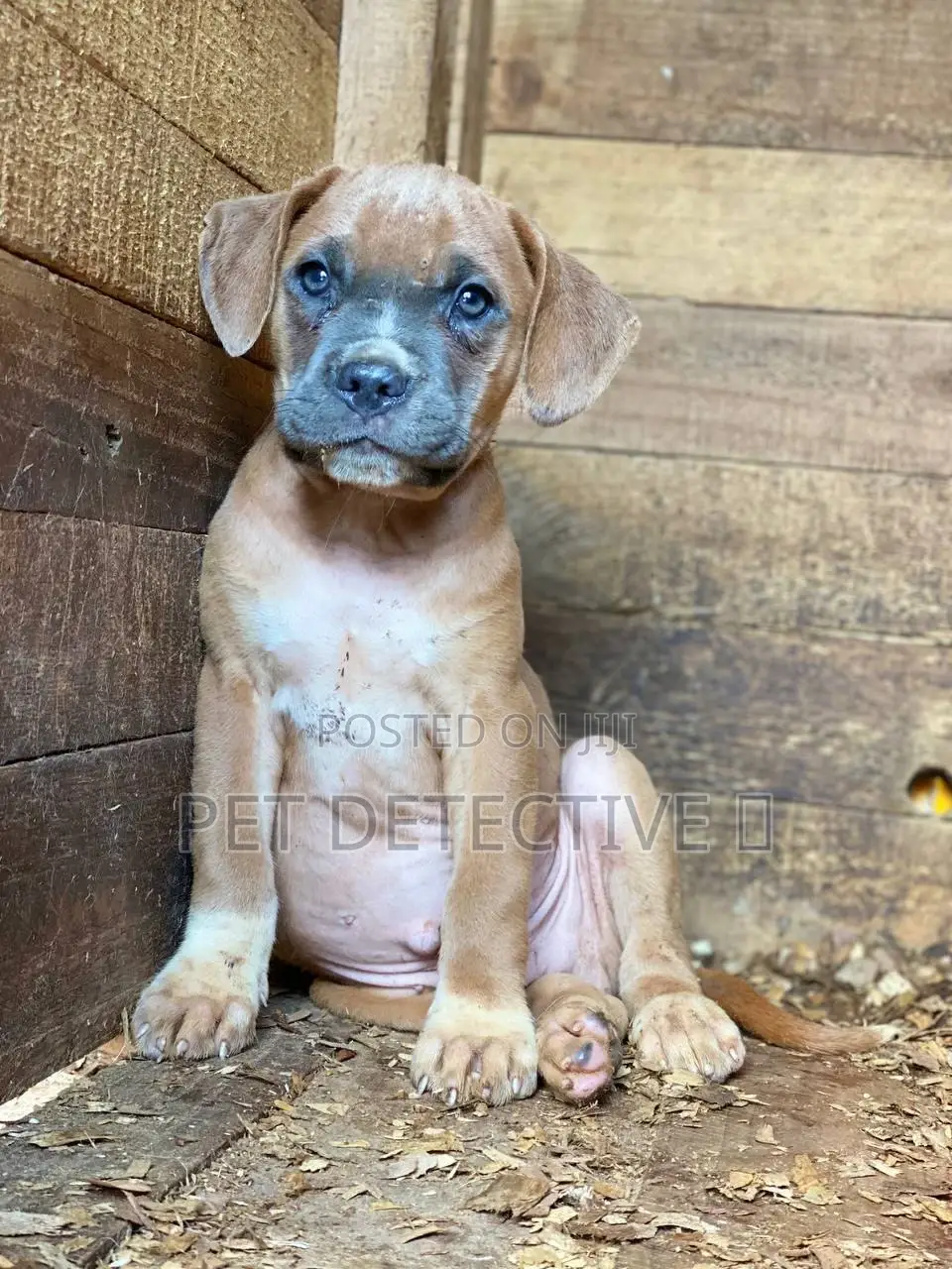 1-3 months Male Purebred American Pit Bull Terrier