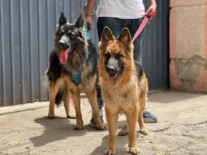 1-3 months Male Purebred German Shepherd