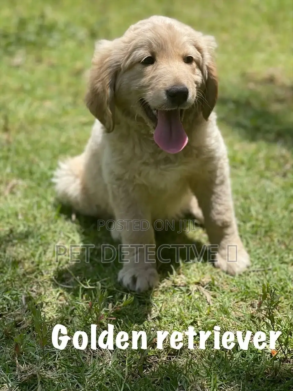 1-3 months Male Purebred Golden Retriever