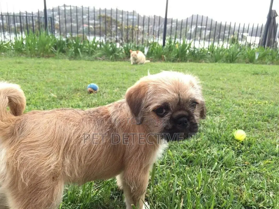 1-3 months Male Purebred Maltese