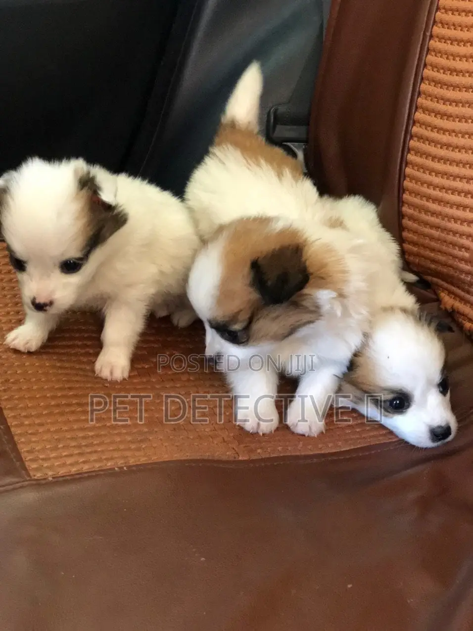 1-3 months Male Purebred Maltese