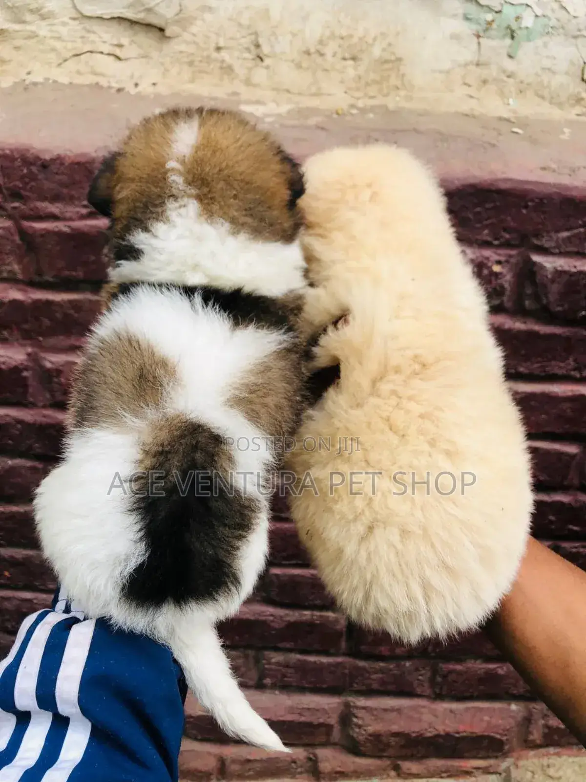 1-3 months Male Purebred Maltese