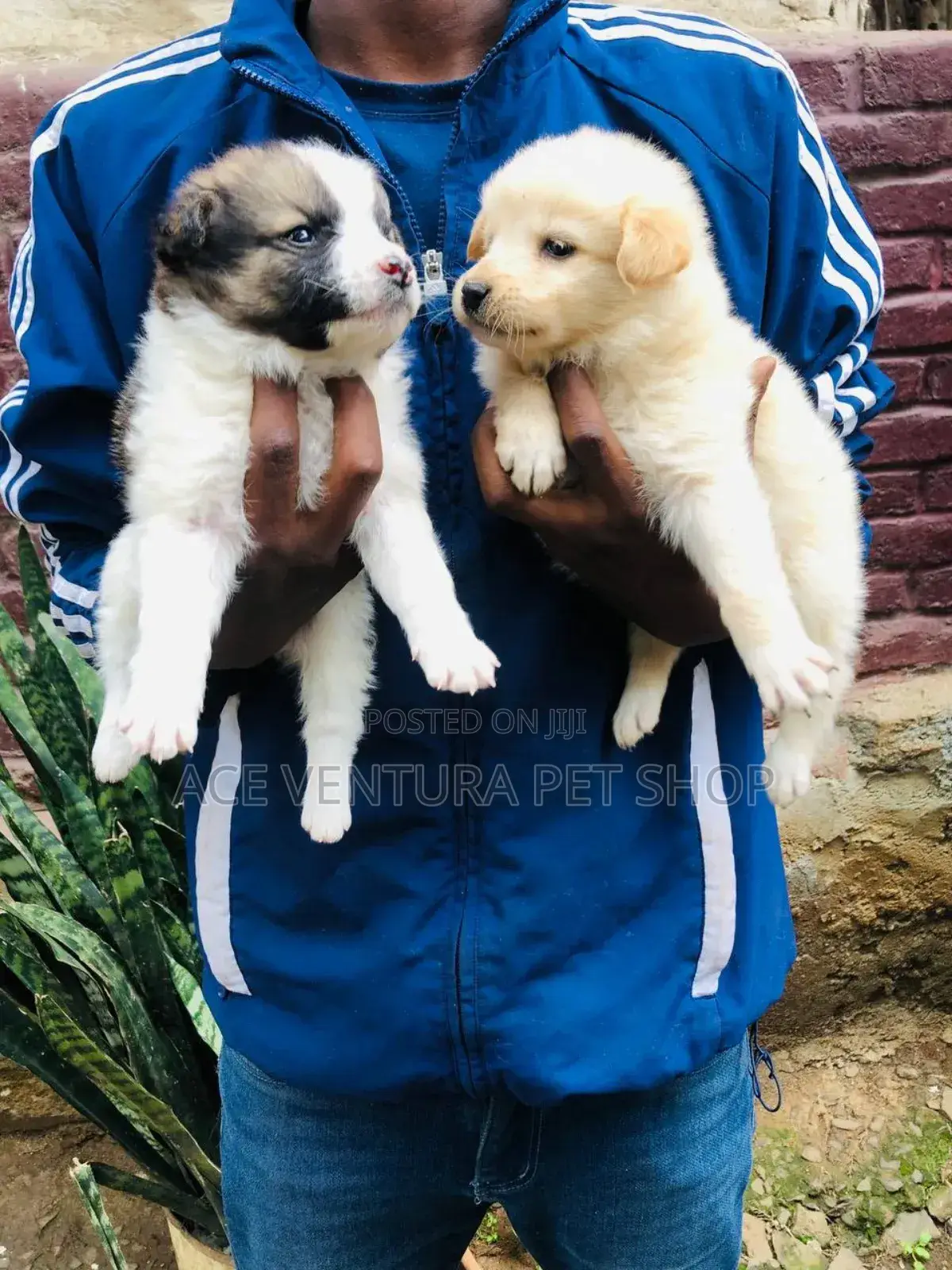 1-3 months Male Purebred Maltese