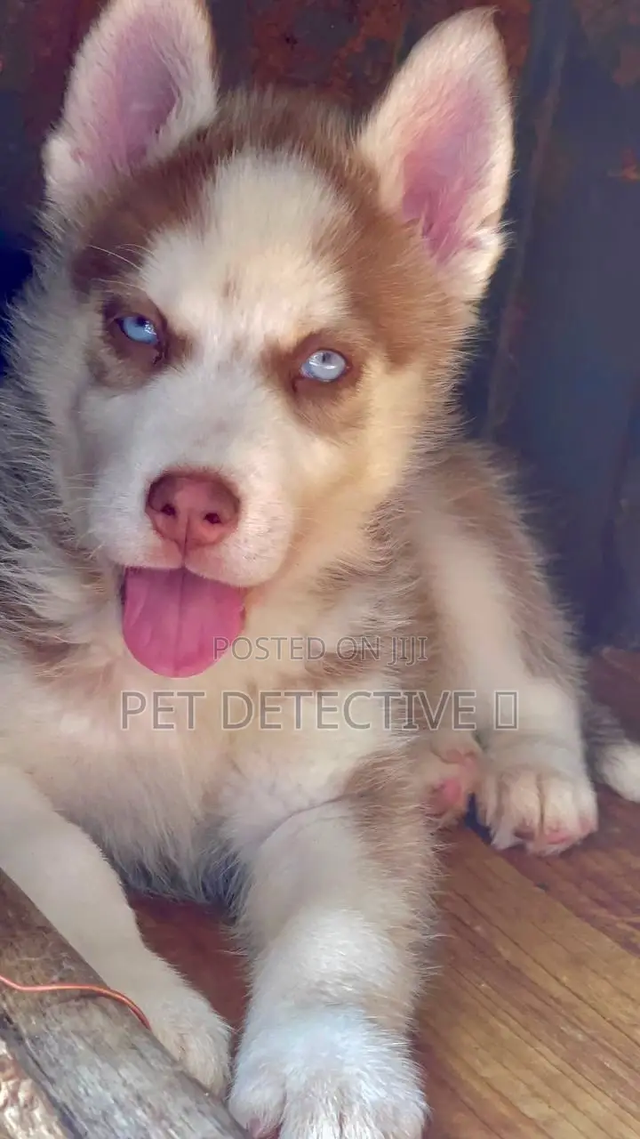 1-3 months Male Purebred Siberian Husky