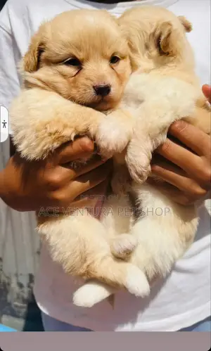Photo - 1-3 months Male Purebred Maltese