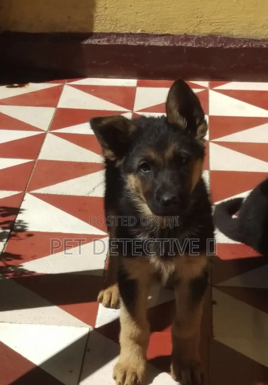 1-3 months Male Purebred German Shepherd