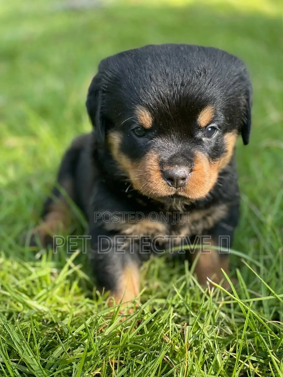 1-3 months Male Purebred Rottweiler
