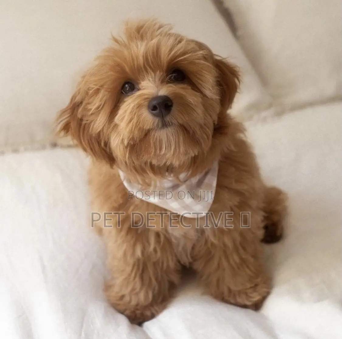 1-3 months Male Purebred Maltese