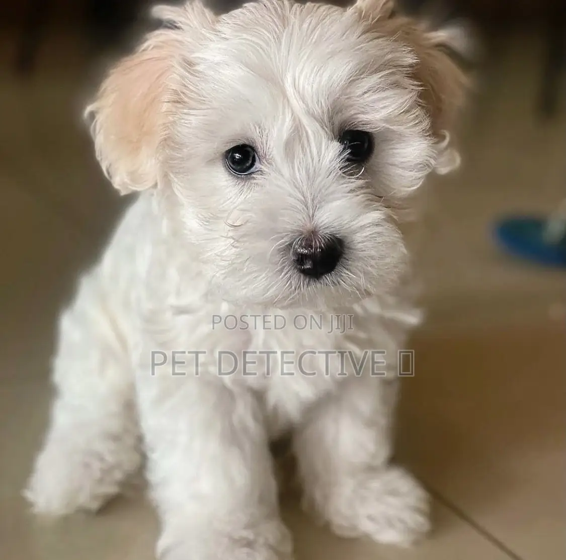 1-3 months Male Purebred Maltese