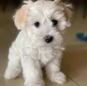 Photo - 1-3 months Male Purebred Maltese