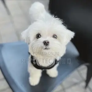 Photo - 1-3 months Male Purebred Maltese