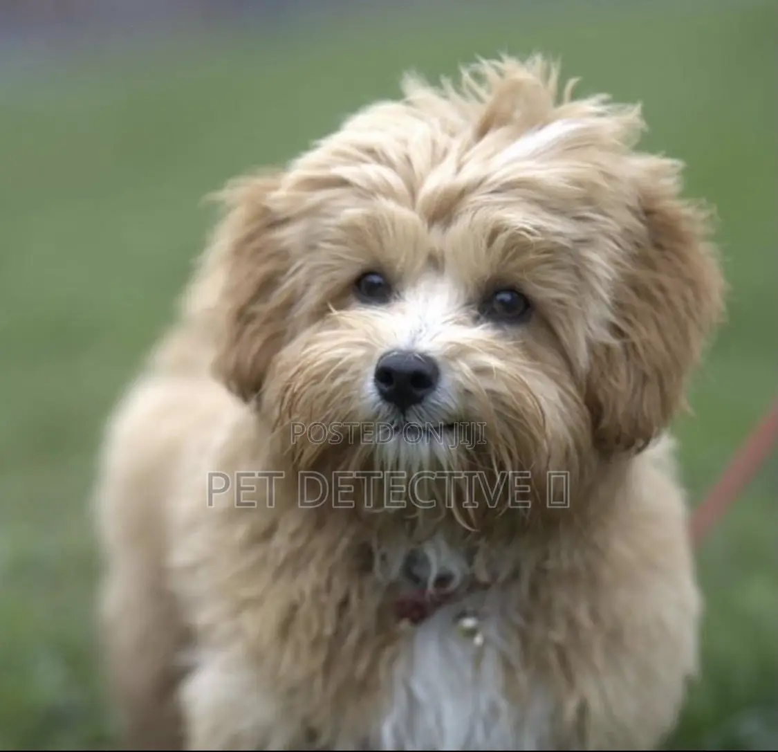 1-3 months Male Purebred Maltese