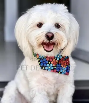Photo - 1-3 months Male Purebred Maltese