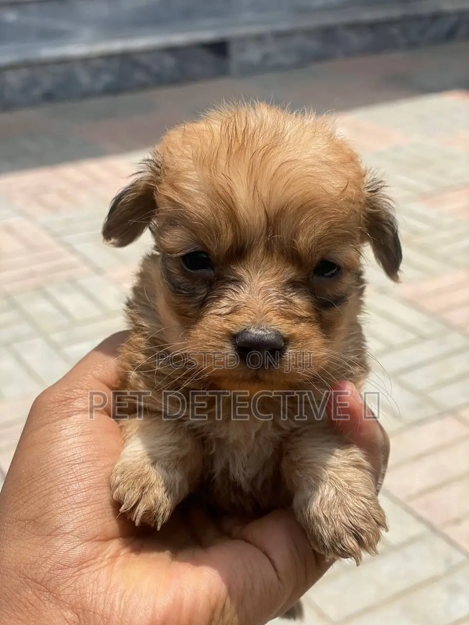 1-3 months Male Purebred Maltese