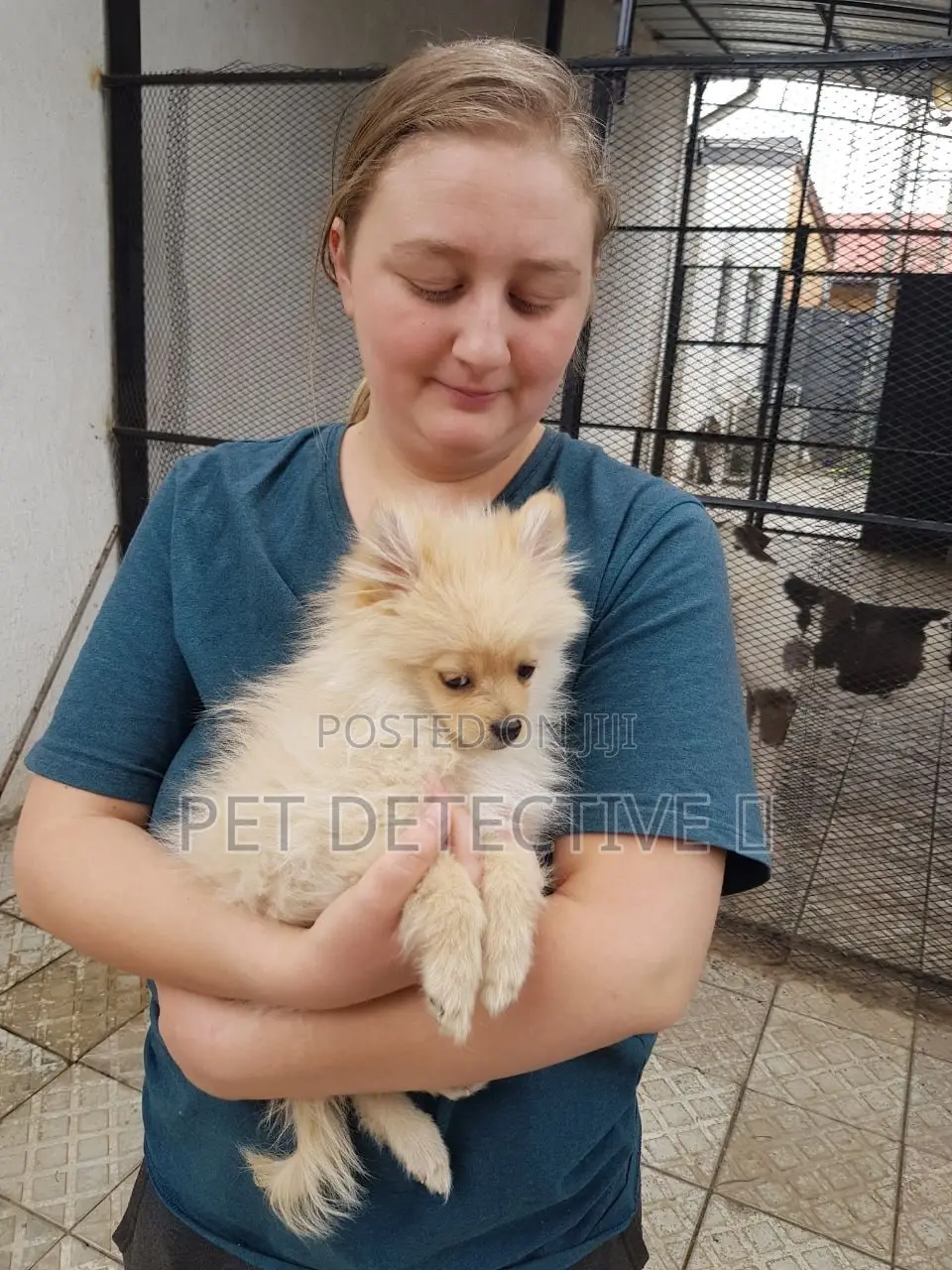 1-3 months Female Mixed Breed Maltese