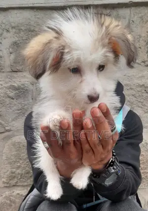 1-3 months Male Purebred Maltese