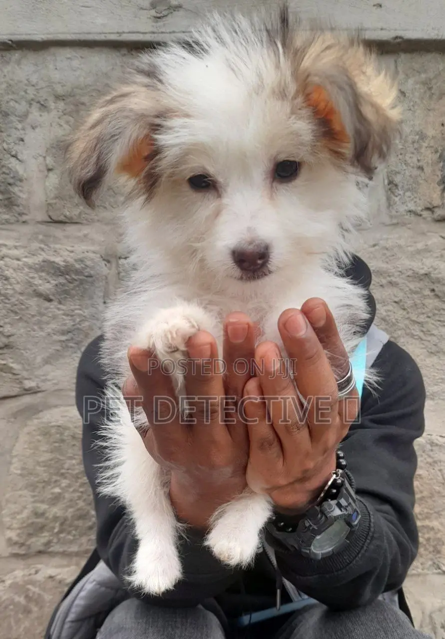 1-3 months Male Purebred Maltese