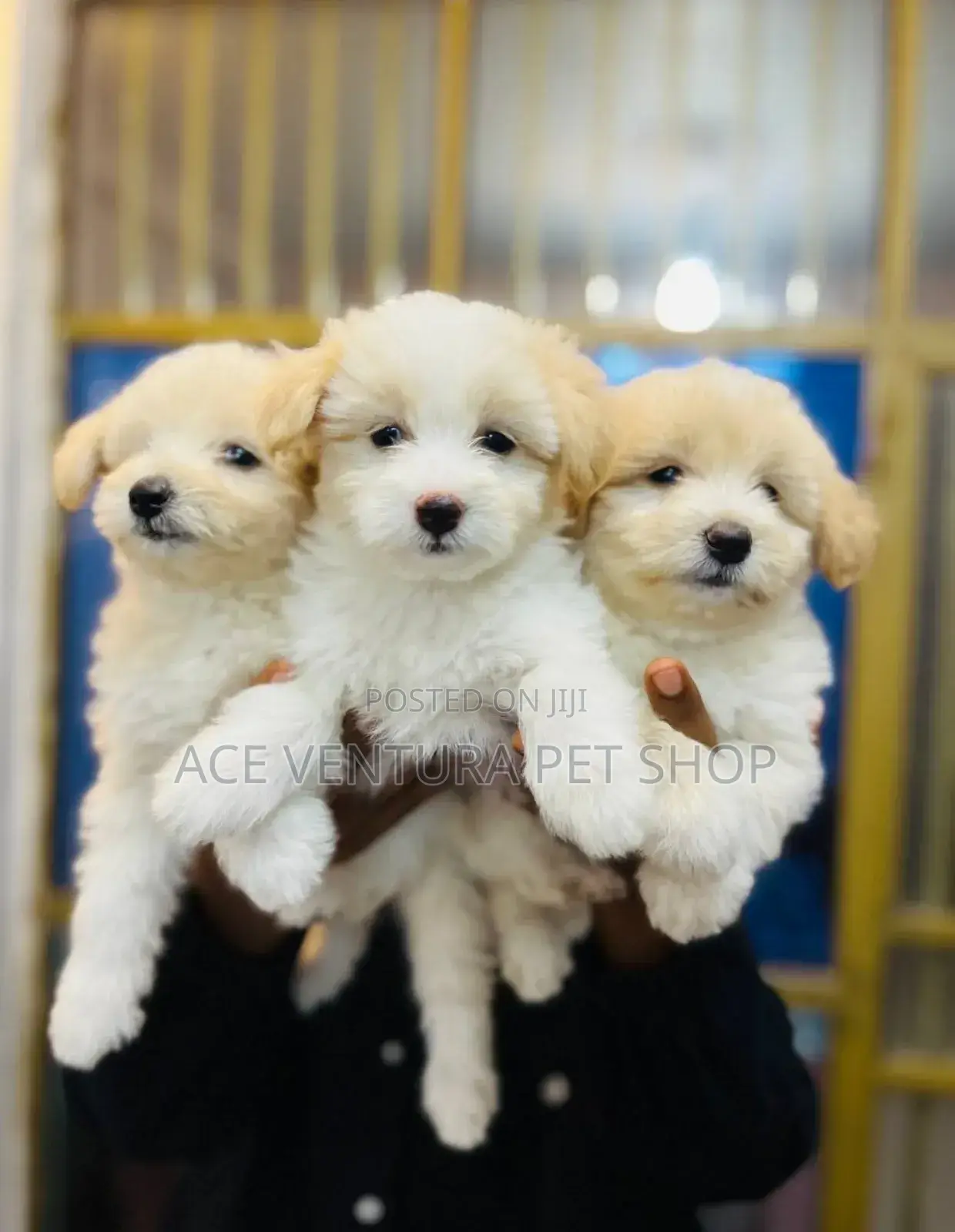 1-3 months Male Purebred Maltese