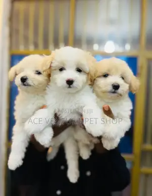 Photo - 1-3 months Male Purebred Maltese