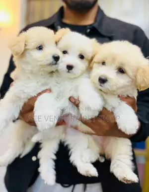 1-3 months Male Purebred Maltese