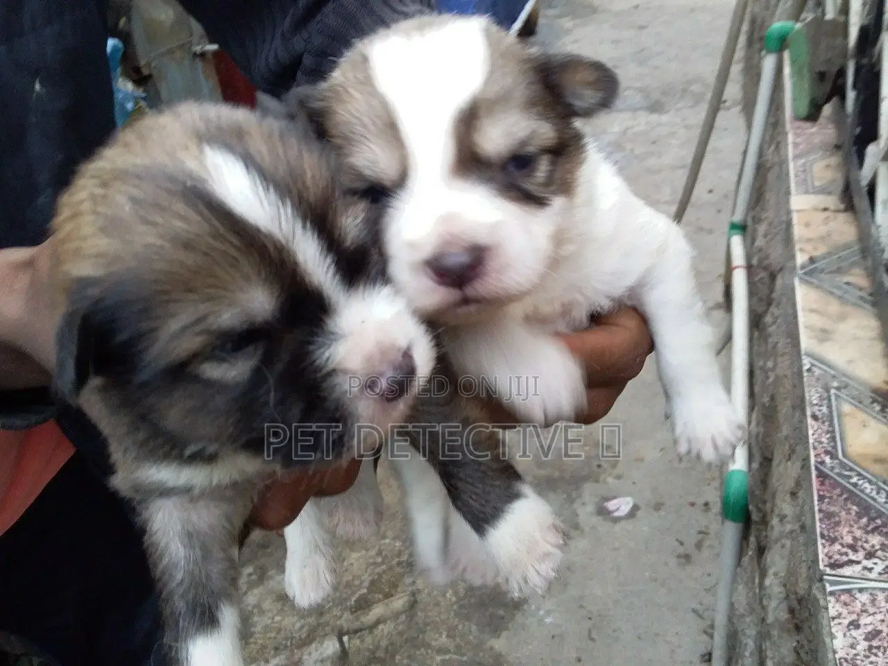 1-3 months Male Purebred Maltese