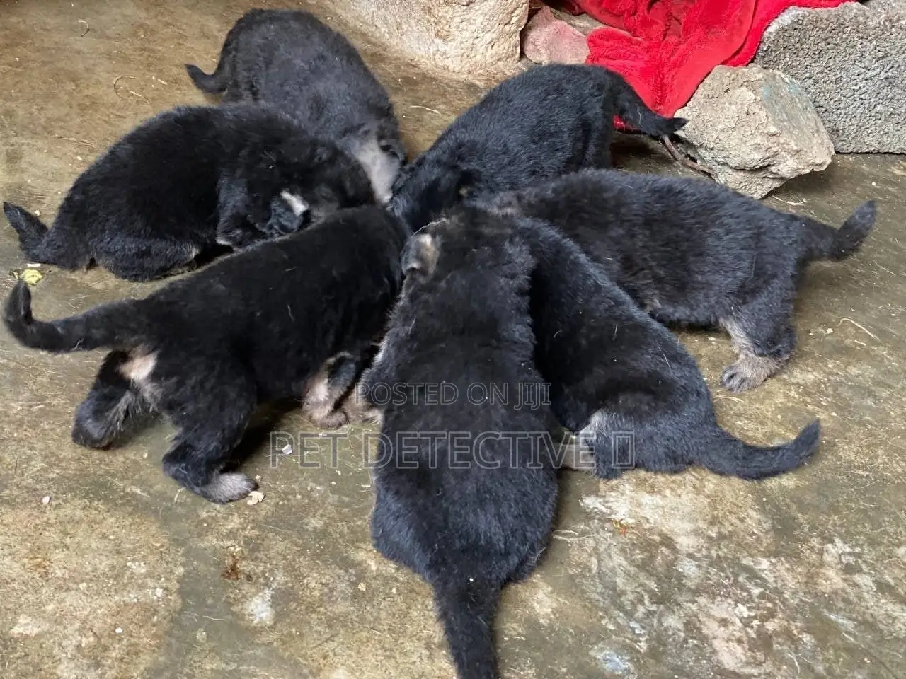 1-3 months Male Purebred German Shepherd