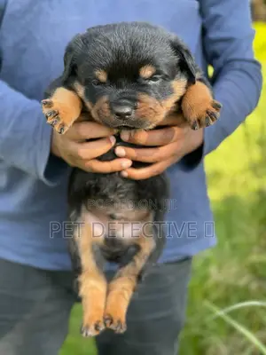 1-3 months Male Purebred Rottweiler