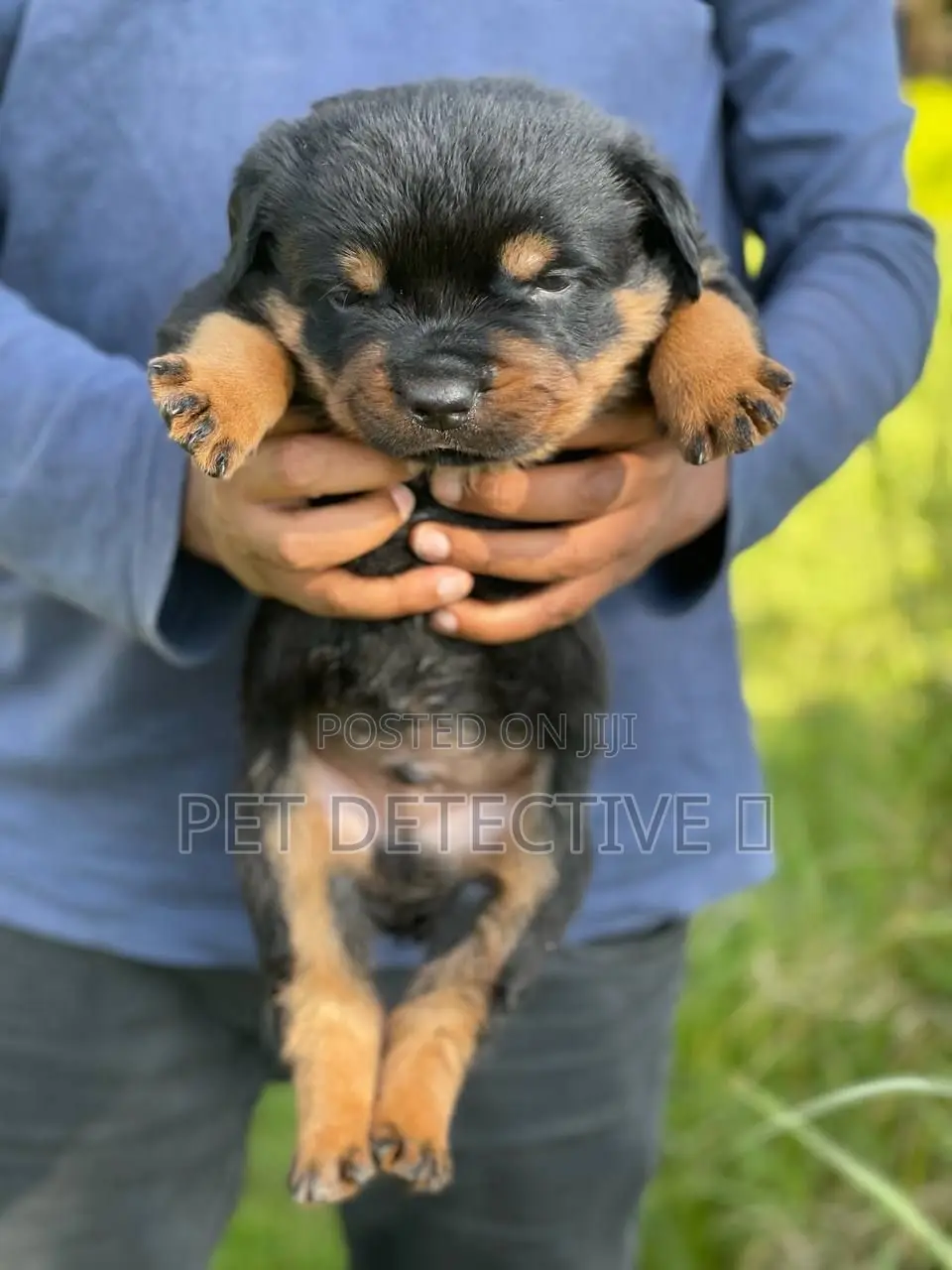 1-3 months Male Purebred Rottweiler