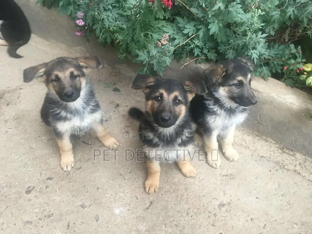 1-3 months Female Purebred German Shepherd