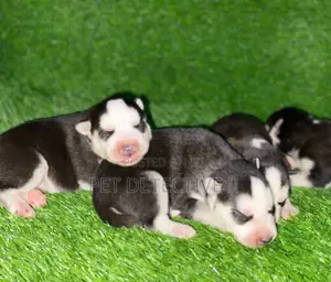 Photo - 0-1 month Male Purebred Siberian Husky