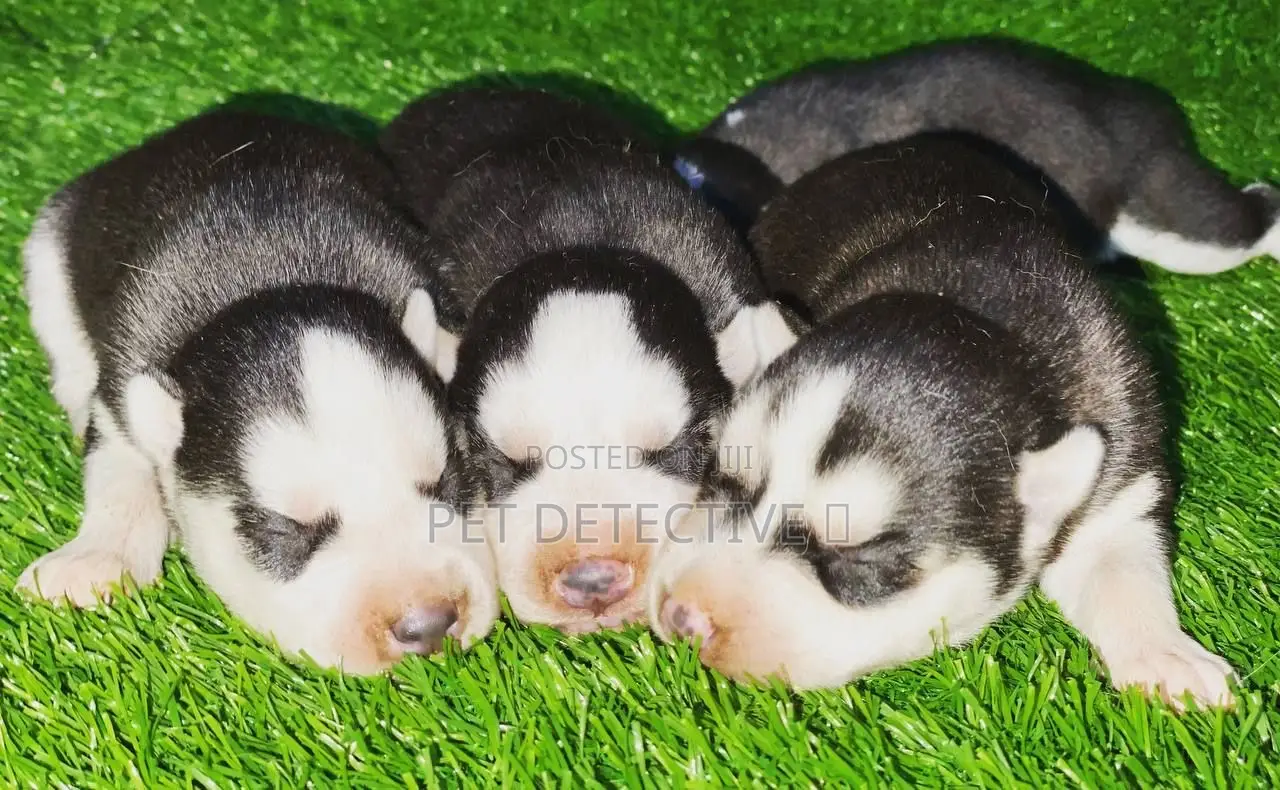 0-1 month Male Purebred Siberian Husky