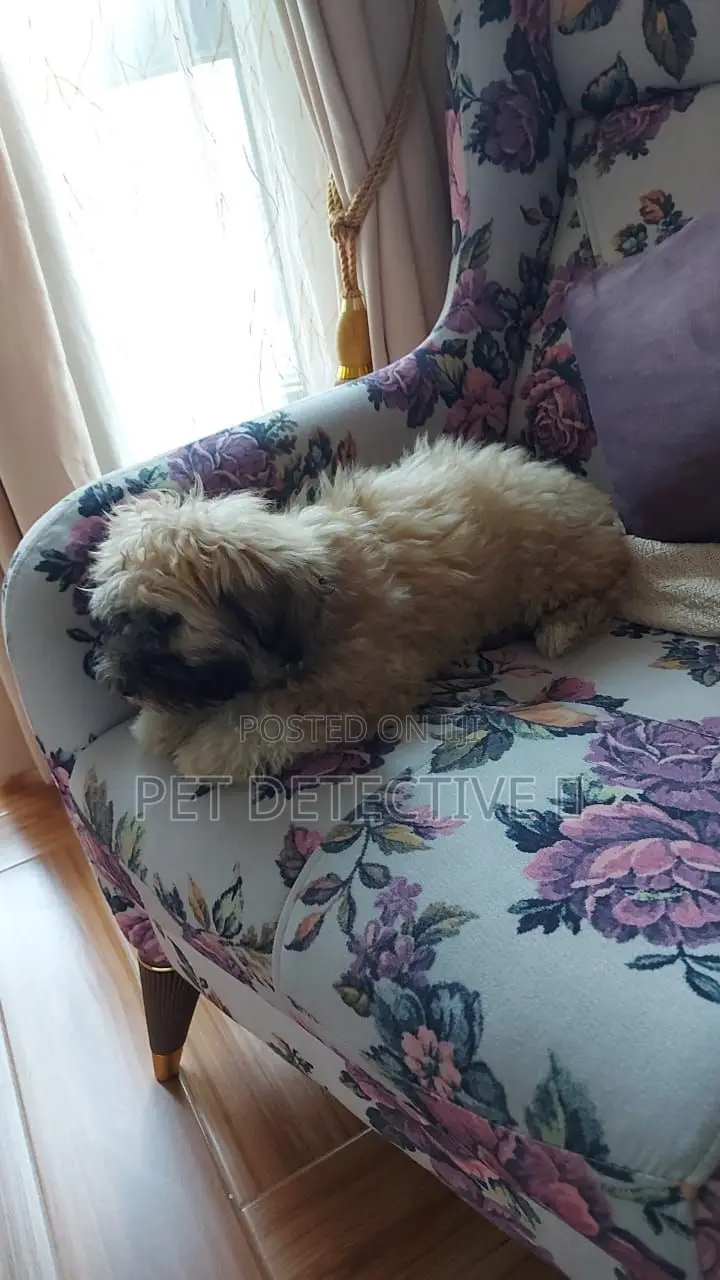 3-6 months Male Purebred Maltese