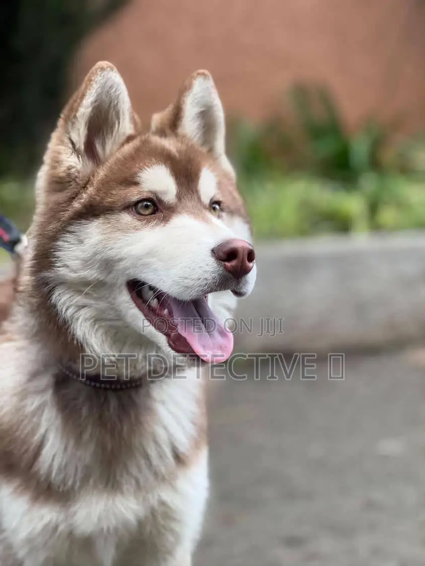 6-12 months Male Purebred Siberian Husky