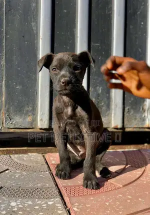 Photo - 1-3 months Male Purebred Great Dane
