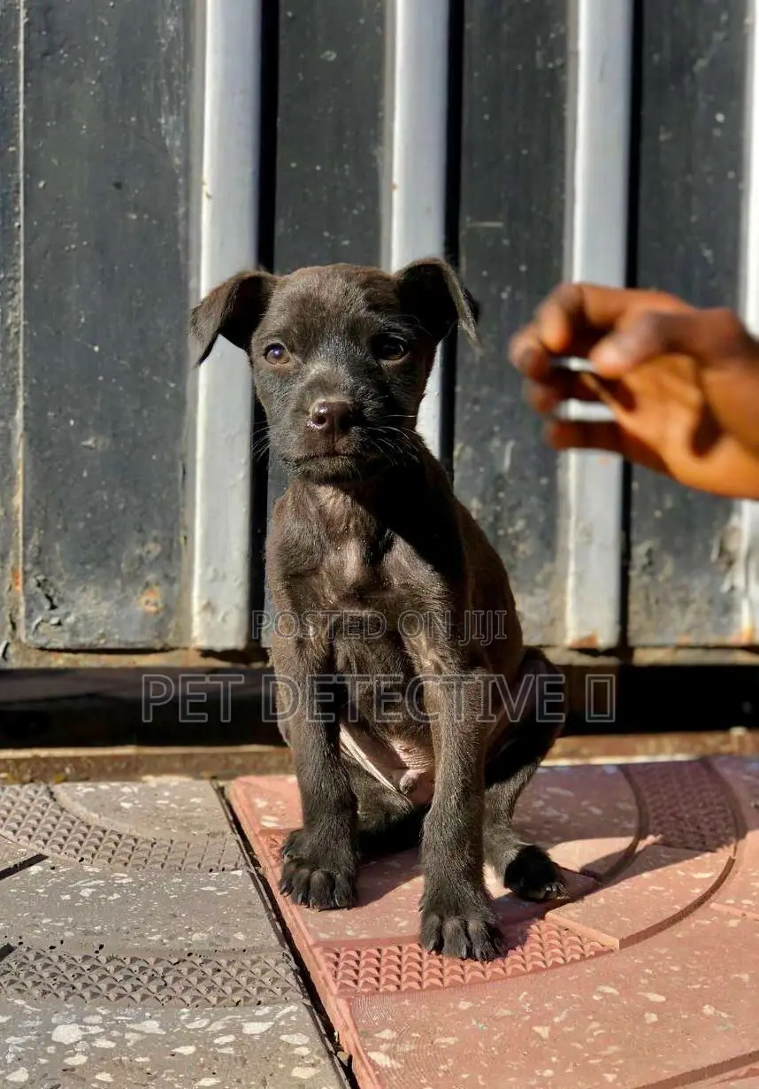 1-3 months Male Purebred Great Dane
