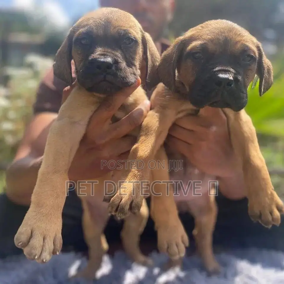 1-3 months Male Purebred Mastiff
