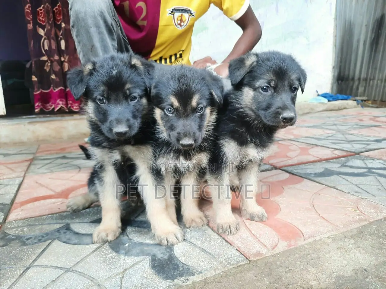 1-3 months Female Purebred German Shepherd