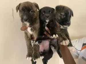 Photo - 1-3 months Male Purebred American Pit Bull Terrier