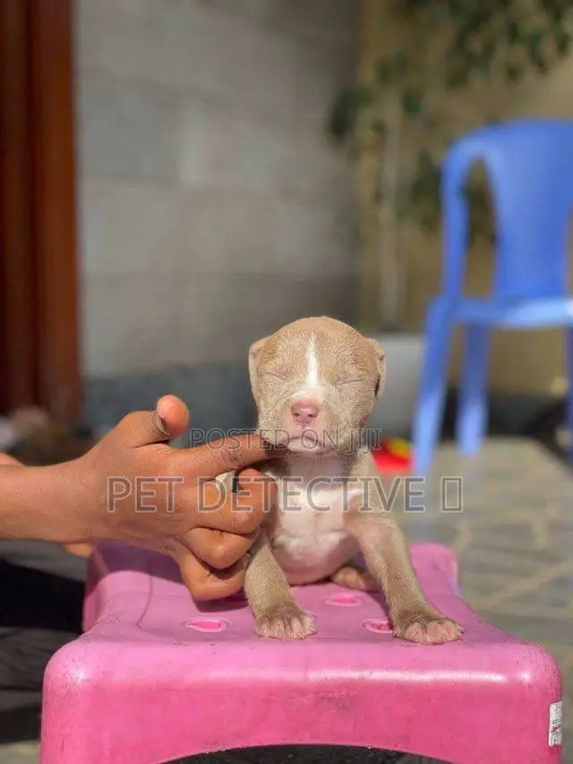 1-3 months Male Purebred American Pit Bull Terrier