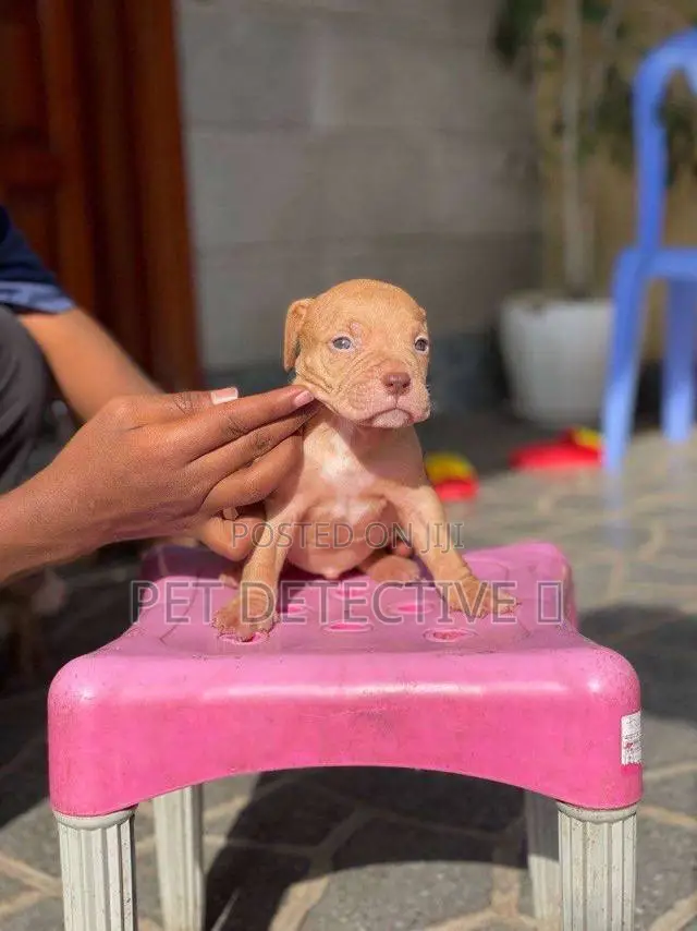 1-3 months Female Purebred American Pit Bull Terrier