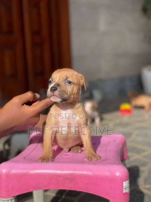 1-3 months Female Purebred American Pit Bull Terrier