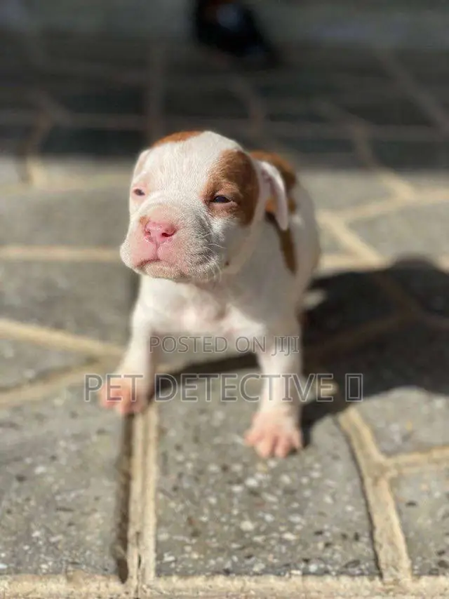 1-3 months Female Purebred American Pit Bull Terrier