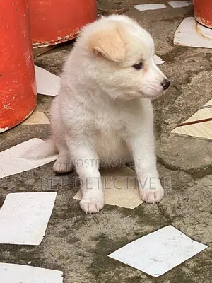 Photo - 1-3 months Male Purebred Maltese