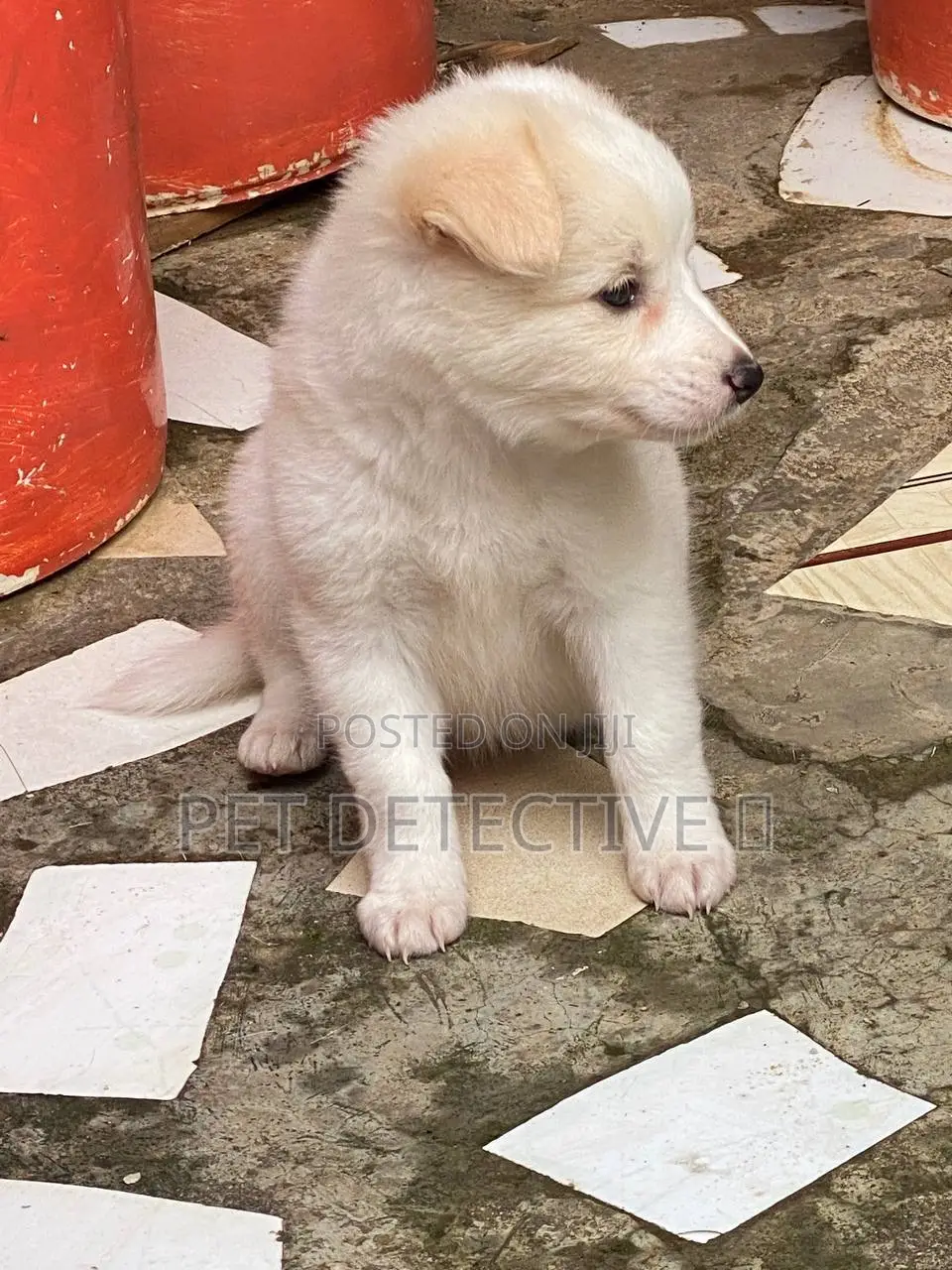 1-3 months Male Purebred Maltese