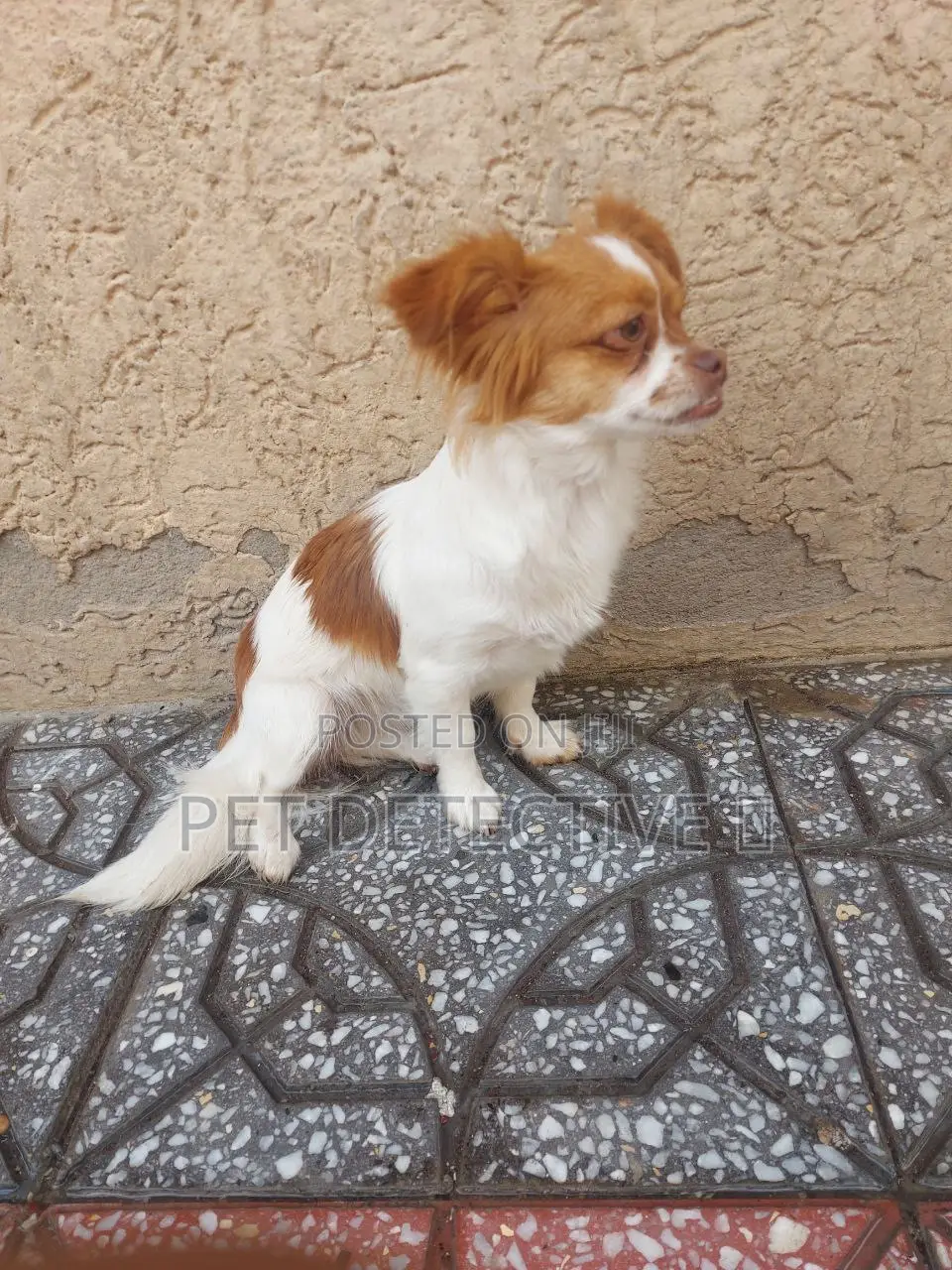 3-6 months Male Purebred Maltese
