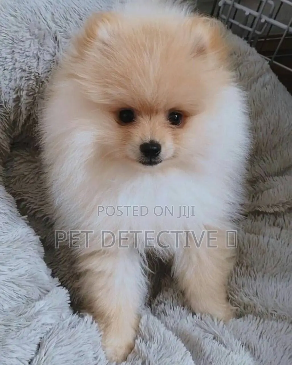 3-6 months Male Purebred Pomeranian