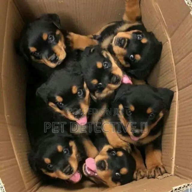 1-3 months Male Purebred Rottweiler