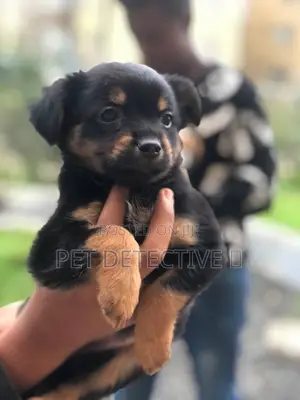 Photo - 1-3 months Male Purebred German Shepherd