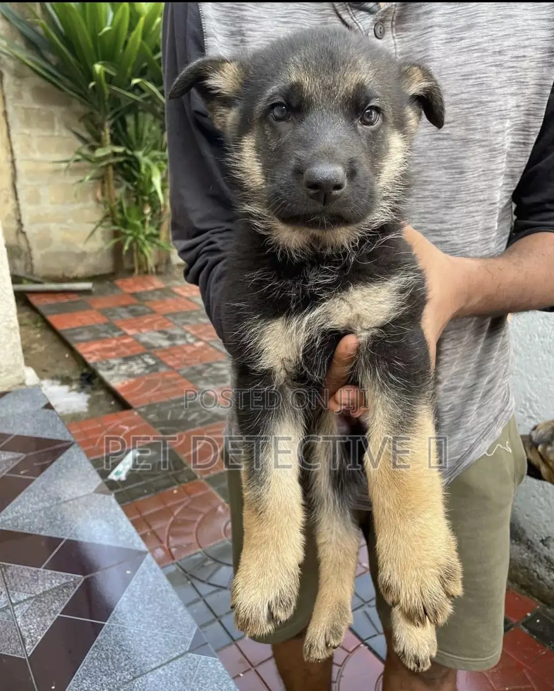 1-3 months Male Purebred German Shepherd