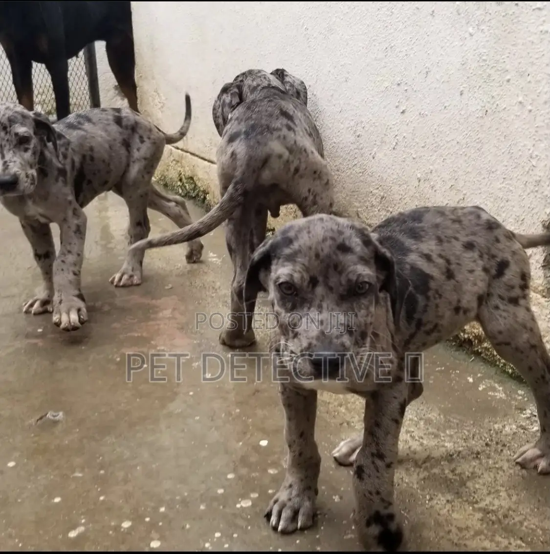 1-3 months Male Purebred Great Dane